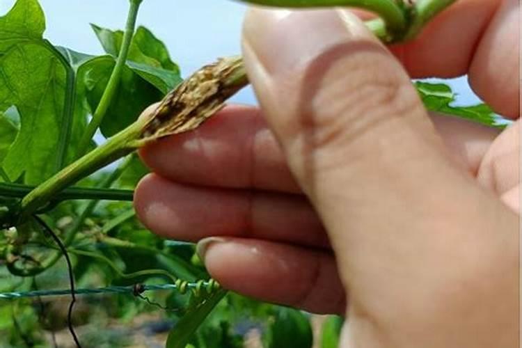 瓜蒌为什么只开花不结果