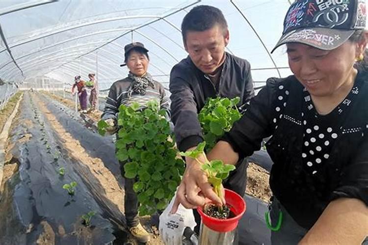 蔬菜幼苗移栽后多久可以施肥