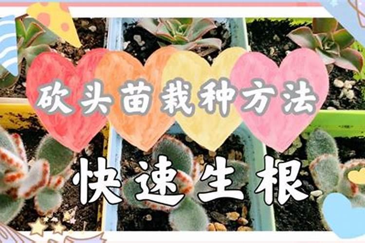 多肉植物用什么肥料长得快