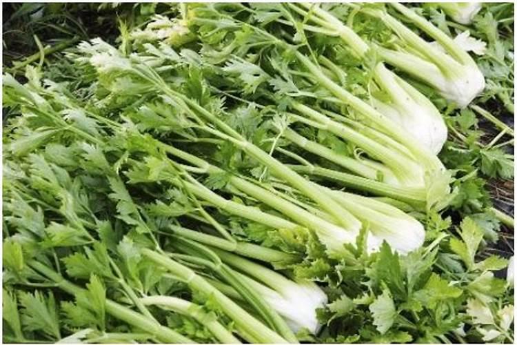 芹菜苗发黄怎么办