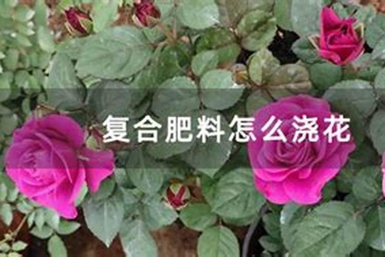 草莓西红柿种植技术