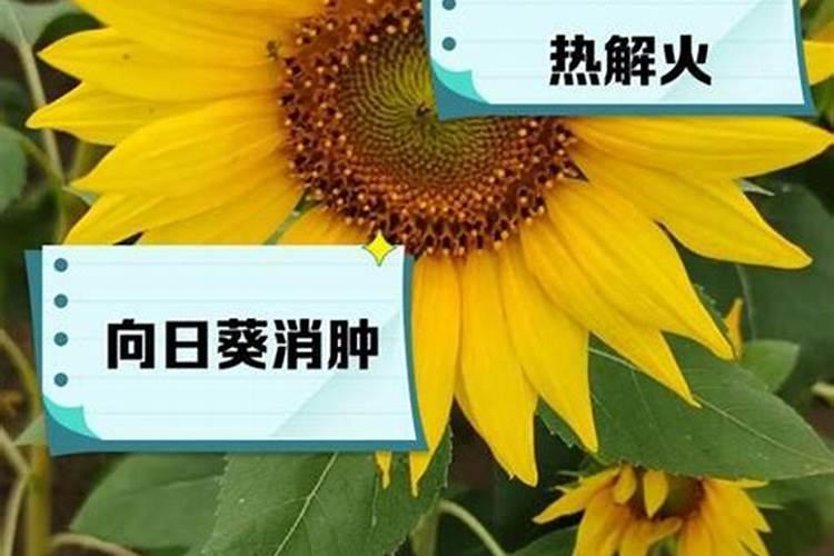向日葵用什么肥料好花卉百科