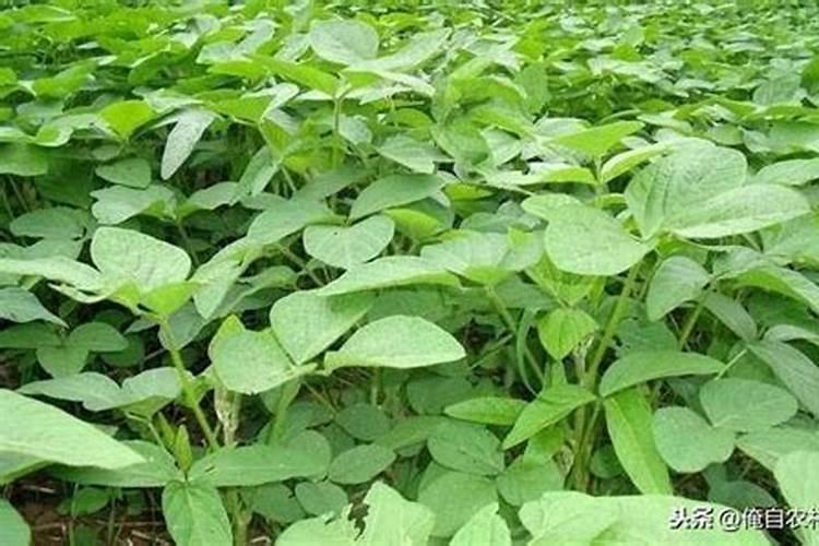 芸豆施什么肥长得最好芸豆怎么施肥