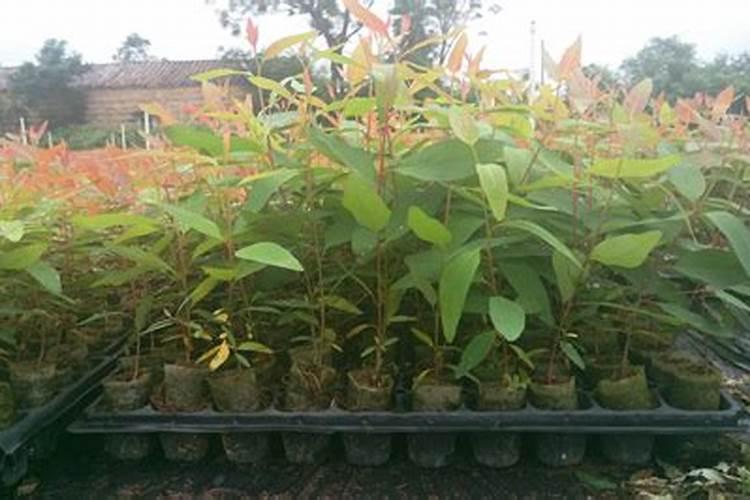 华沃特桉树专用肥质量如何