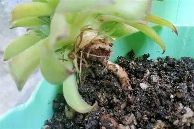 多肉花肥制作与使用方法