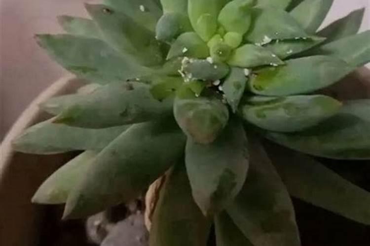 多肉换盆加什么底肥(给多肉换盆时,千万不能犯这几个错误!否则就烂根了...