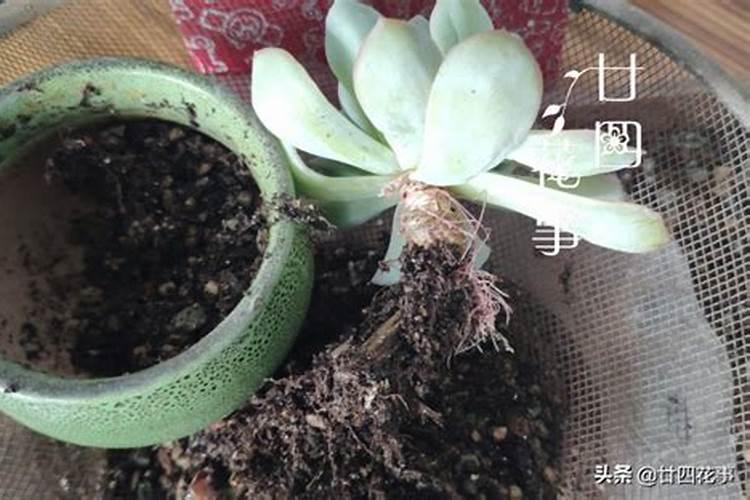 养多肉的花盆土壤应该放什么能防治烂根