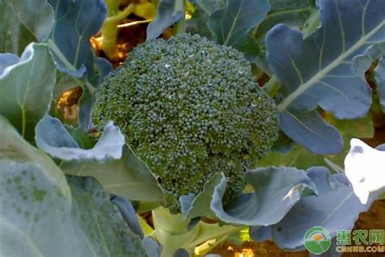 叶面喷氮用哪种肥料最好？