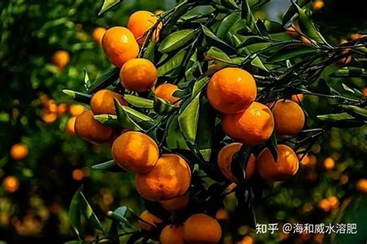 颗粒水溶肥“魔粒元素”,一亩地冲施多少？多了会烧苗吗？