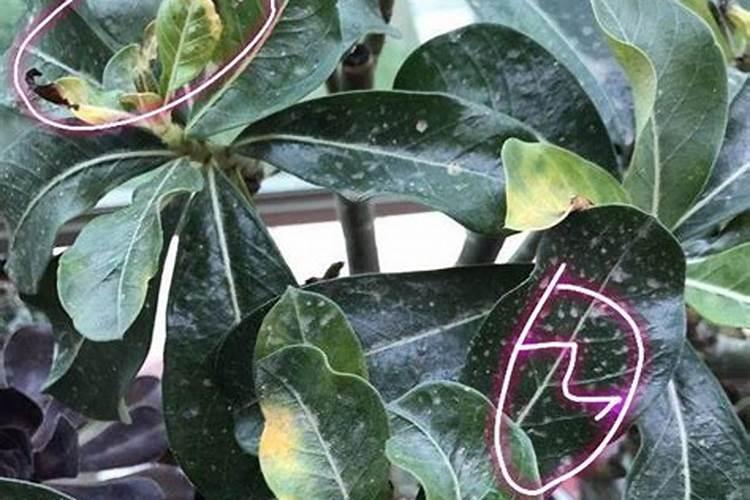 花卉硼、锌、钙过多怎么办
