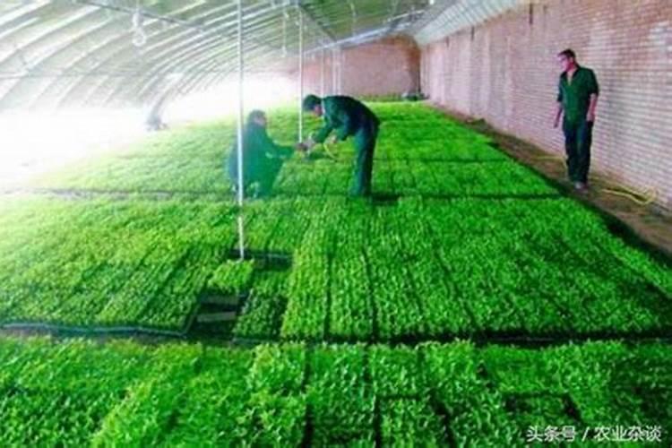 辣椒苗床用什么肥料