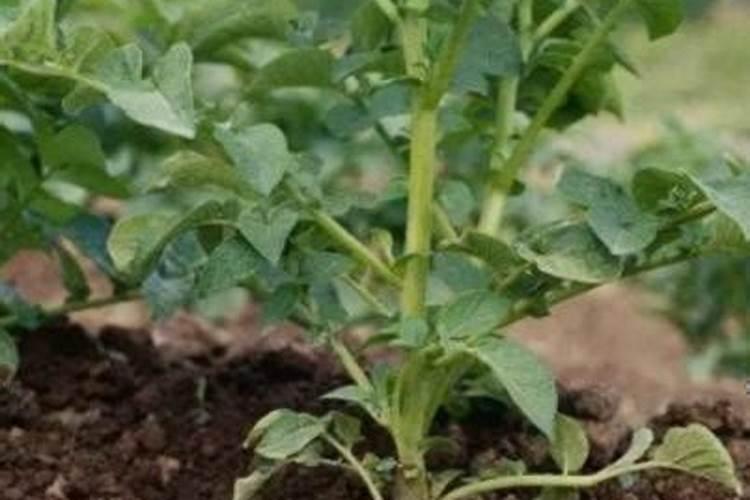 花椒树春季管理技术技巧 花椒种植注意事项