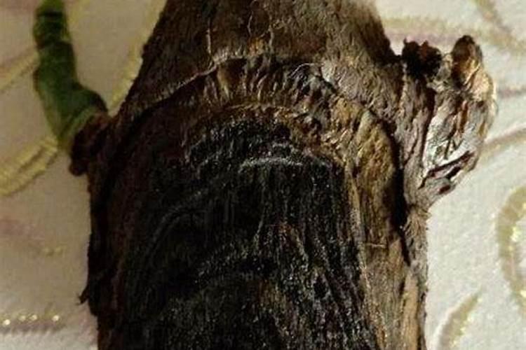 发财树浇水的正确方法 怎么给发财树浇水施肥