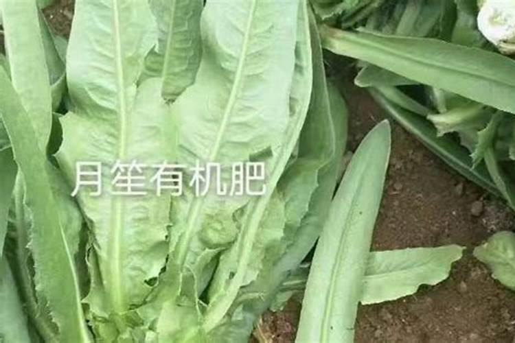 冬季空闲土地如何管理？有哪些农作物适合冬天种植？