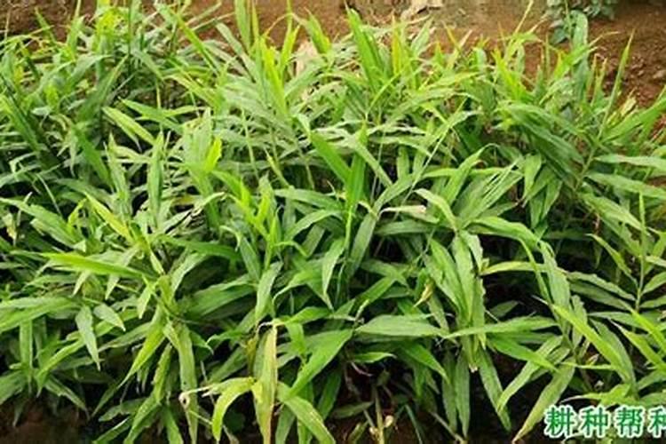 生姜追肥用什么肥料好