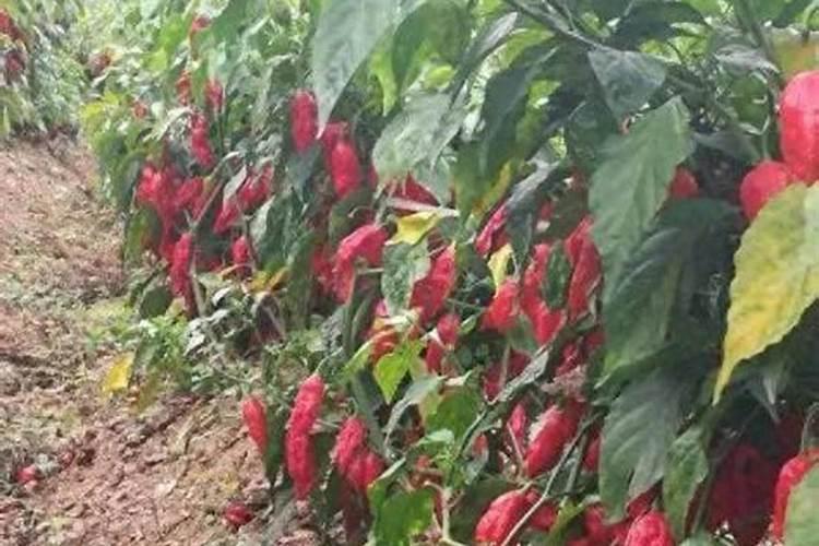 辣椒喷什么叶面肥结果多,多久喷一次