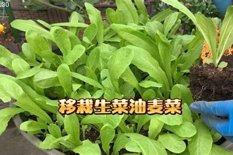 1油麦菜什么病·用什么药