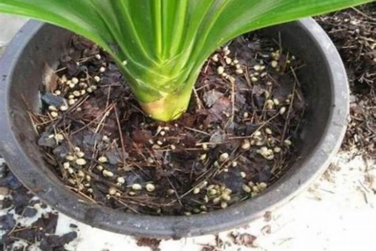 硫酸亚铁可以给花卉植物浇水吗？