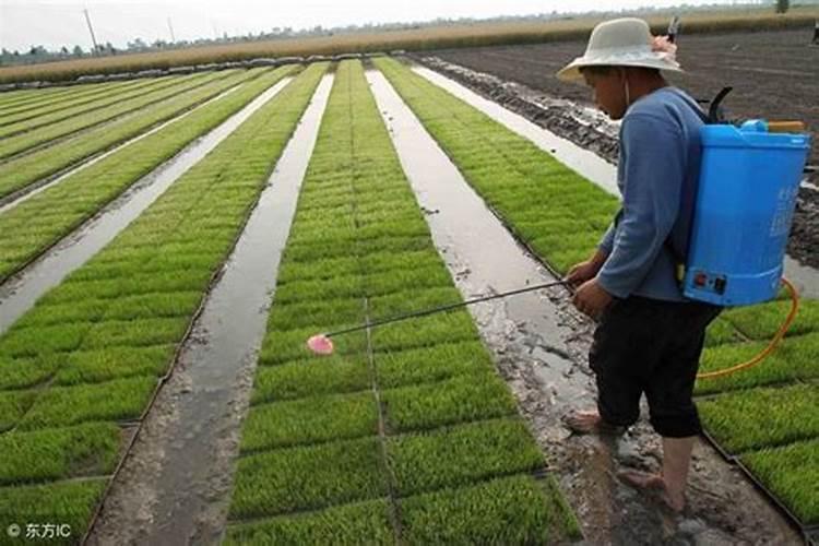 盆栽植物怎么养根 应注意什么