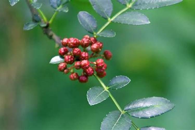 花椒树施什么肥料最好