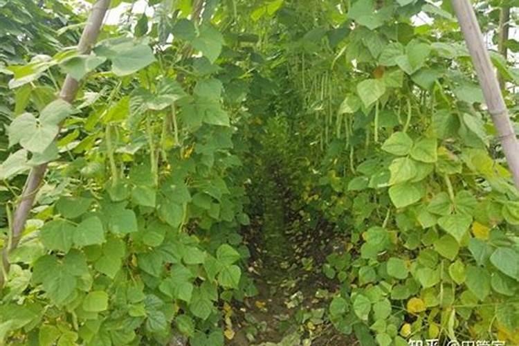 芸豆的需肥规律是什么？如何正确施肥？