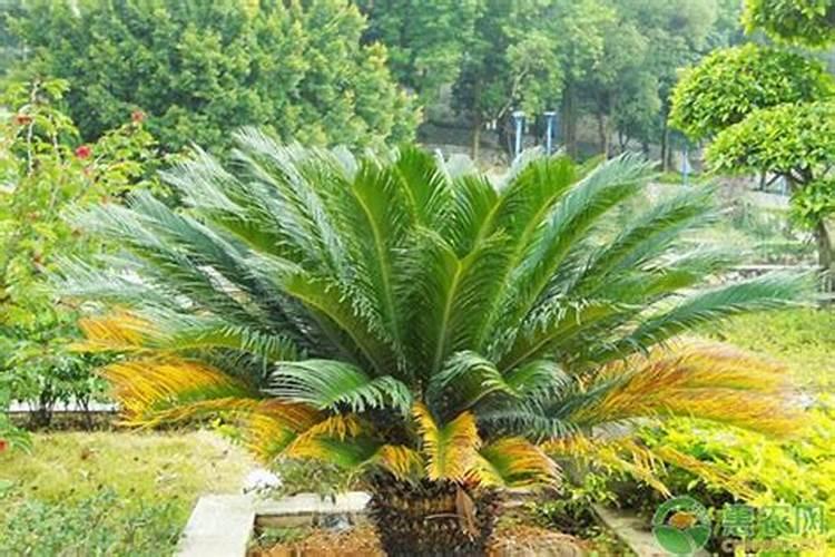 铁树移植的方法与技巧