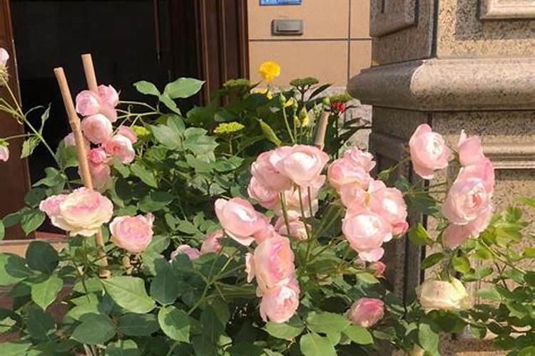 月季花如何追肥