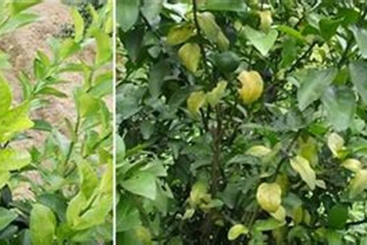 文竹发黄用什么肥料好 文竹叶黄的原因