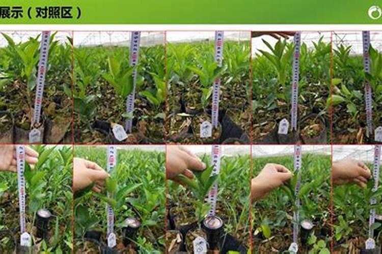 两年脐橙树怎样施肥？和管理 。请求大师