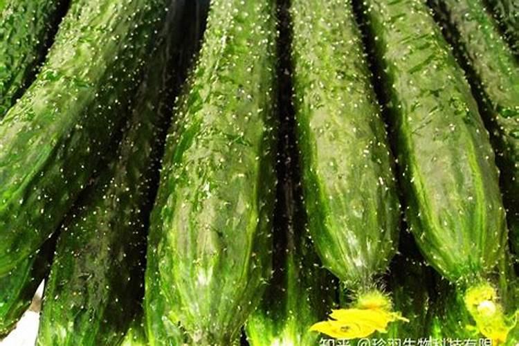 露天黄瓜的种植方法和时间 黄瓜养殖方法