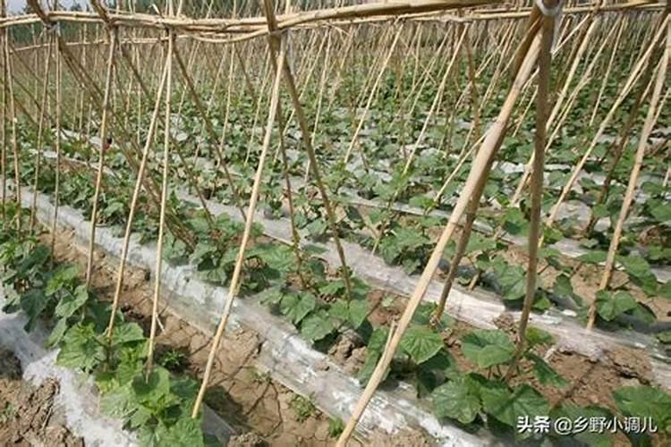 黄瓜叶片如何变绿变厚？