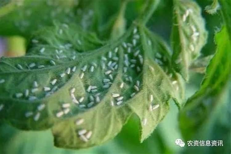 大田葫芦生病――白粉病,还有这种叶片症状该打什么药。不打现在影响生长...