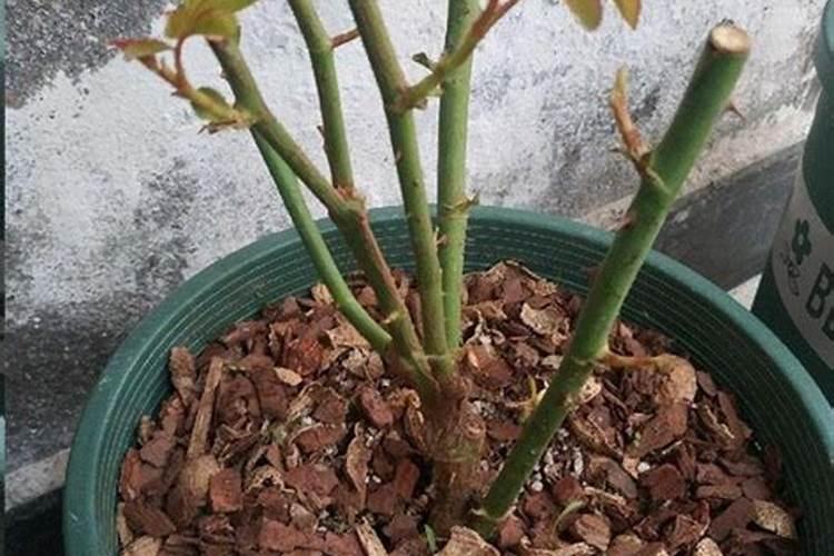 怎样养月季花苗 才能长的壮,夏天才能开花多？