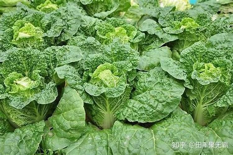 娃娃菜种植时间及栽培技巧 娃娃菜应该怎么养殖