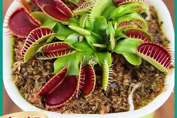 龙眼用硼肥料怎么施肥