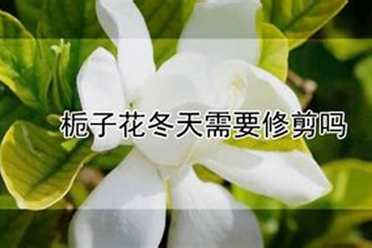 栀子花怎么施肥 用什么肥料好