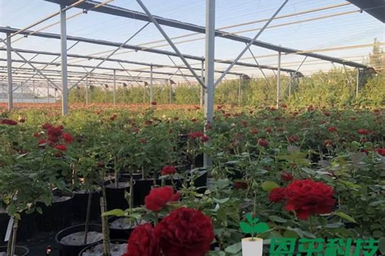 磷酸二氢钾浇月季花使用方法