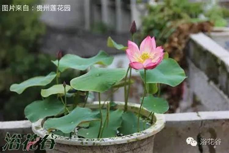 种碗莲一定要用塘泥吗？能不能用别的土代替？该怎么处理？
