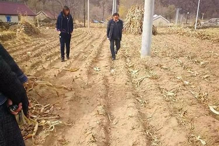 羊粪发酵可以放磷肥和石灰吗？