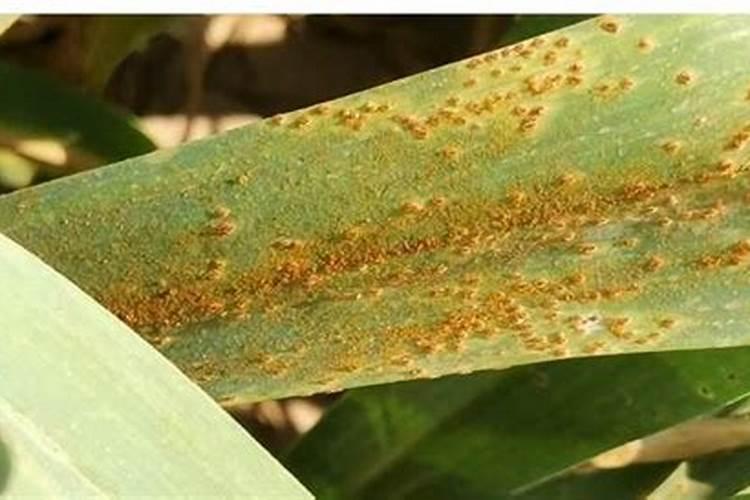 种植大蒜的时候,有哪些方法可以预防锈病？