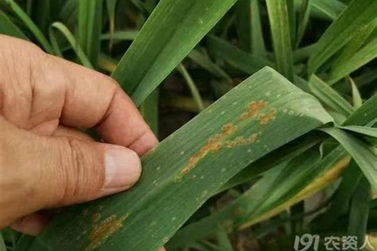 大蒜锈病的病害症状