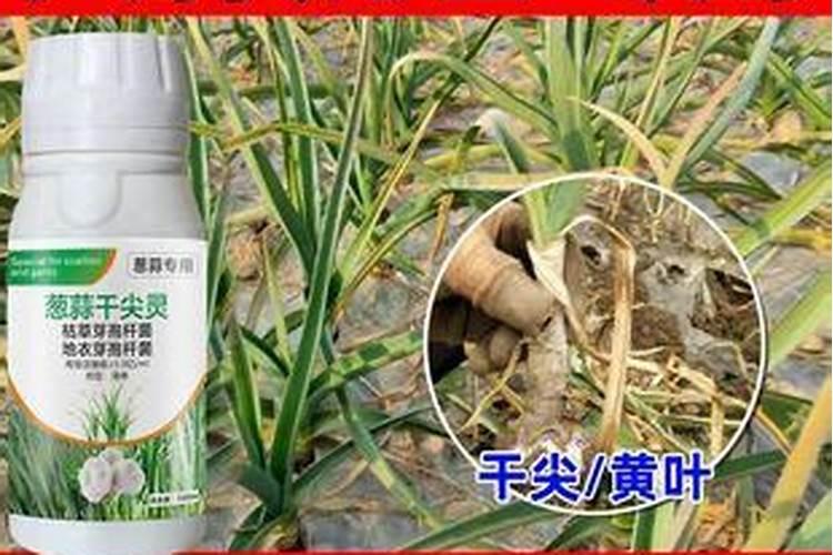 大蒜锈病特效药有哪些
