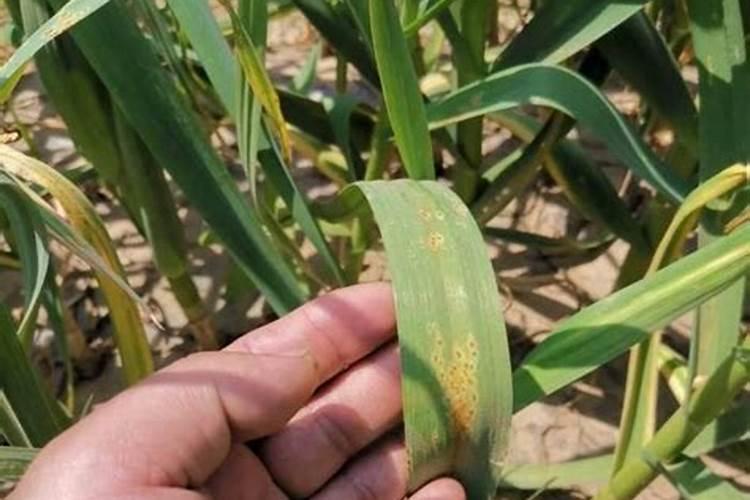 大蒜锈病用什么药效果最好