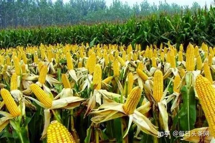 种植玉米施入的钾肥,是氯化钾好还是硫酸钾好