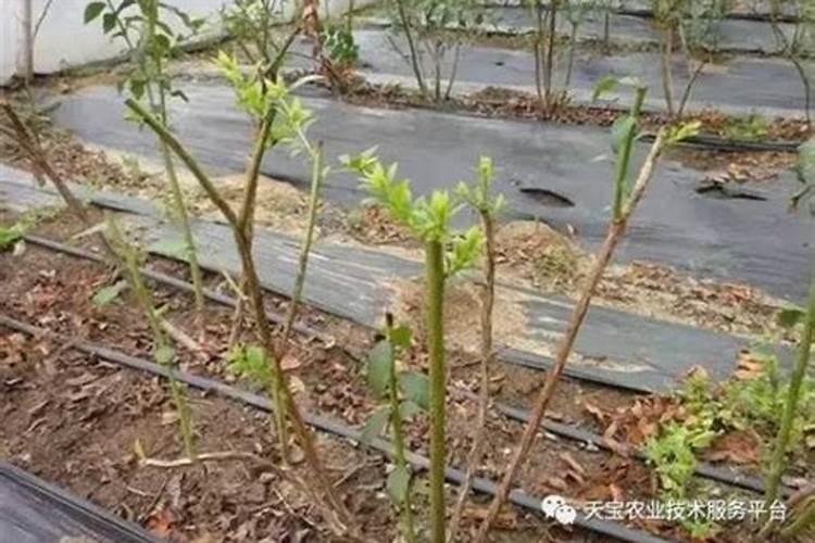 蓝莓需要打什么叶面肥