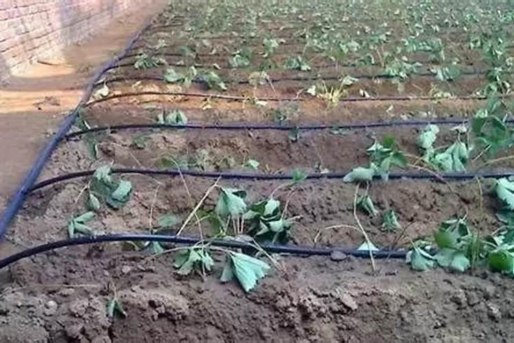 草莓定植后怎么管理