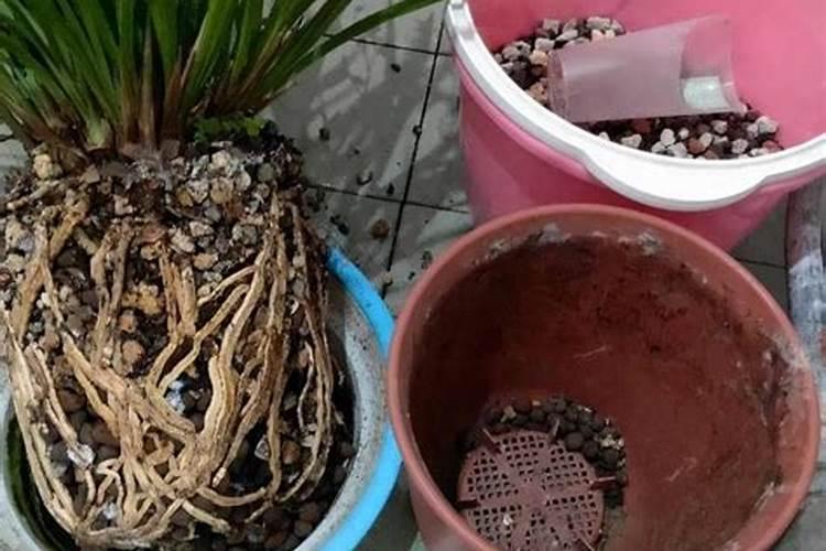 杜鹃花什么时候施肥,夏天能施肥吗？