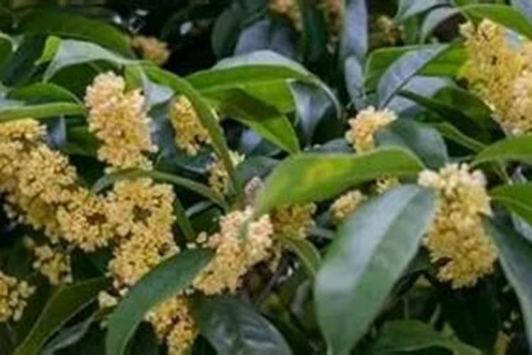 四季桂的施肥方法什么肥料好？