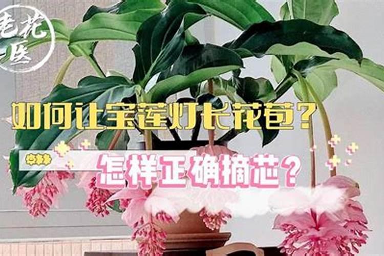 宝莲灯花移栽后多久服盆,宝莲灯花换盆多长时间生根
