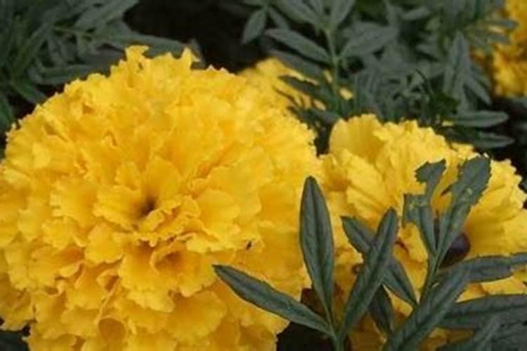 种花浇肥技巧;养花最好的肥料